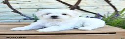 Mixed Breed dogs for sale: Everett - Ad 2