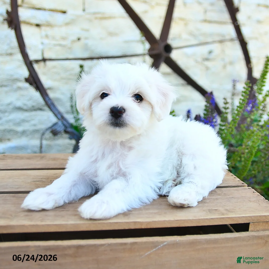 Mixed Breed dogs for sale: Everett - Ad 2