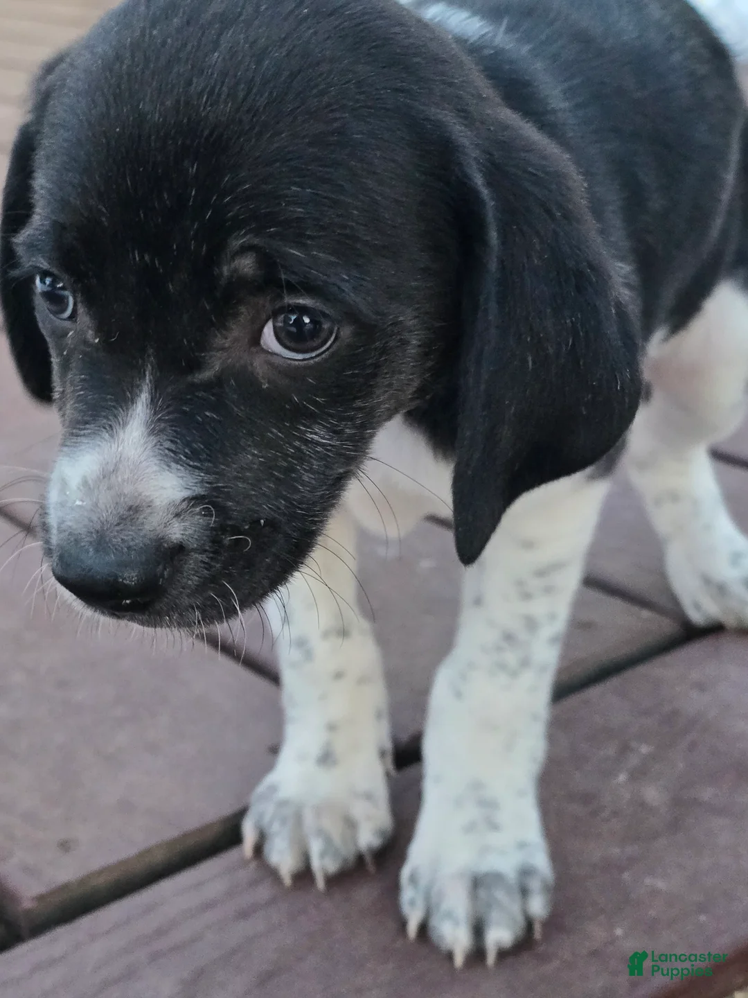 Other breed dogs for sale: Snuggles - Ad 2