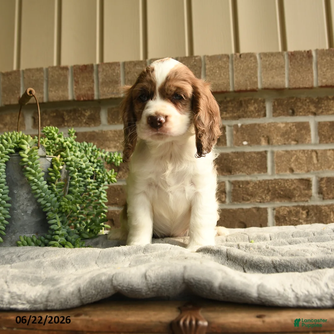 English Cocker Spaniel dogs for sale: Charolet - Ad 1