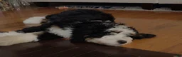 Double Doodle dogs for sale: Double Doodle 3 - Ad 2
