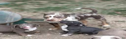 American Bully dogs for sale: Oreo - Ad 2