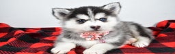 Pomsky dogs for sale: Heather - Ad 2