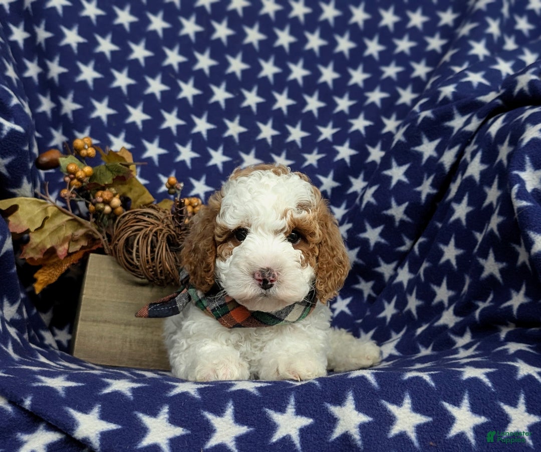 Miniature Poodle dogs for sale: Triton - Ad 4