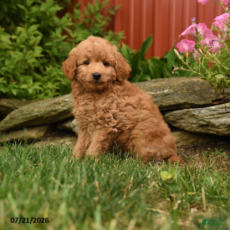Mini Goldendoodle dogs for sale: Quake - Ad 3
