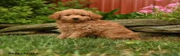 Mini Goldendoodle dogs for sale: Quake - Ad 1