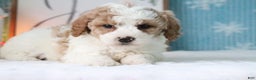 Cavapoo dogs for sale: Melissa - Ad 4