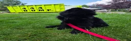 Giant Schnauzer dogs for sale: Giant Schnauzer ruby  - Ad 10