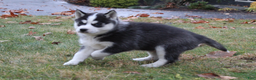 Siberian Husky dogs for sale: Bandit - Ad 5