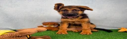 German Shepherd dogs for sale: Odelia - Ad 5