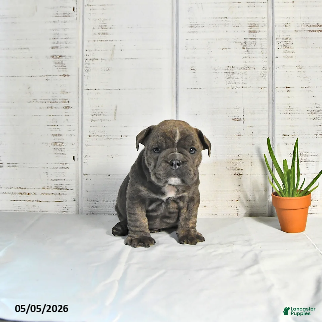 English Bulldog dogs for sale: Poppy - Ad 1