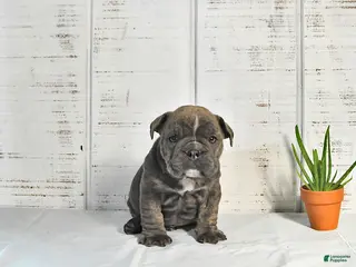 English Bulldog dogs for sale: Poppy - Ad 3