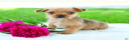 Yorkiepoo dogs for sale: Raymond - Ad 3