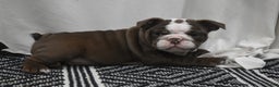 English Bulldog dogs for sale: Archy - Ad 1