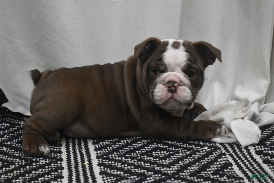 English Bulldog dogs for sale: Archy - Ad 1