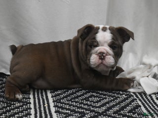 English Bulldog dogs Archy - Ad 6