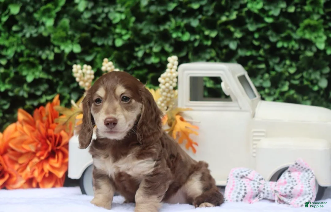 Miniature Dachshund dogs for sale: Tansy - Ad 2