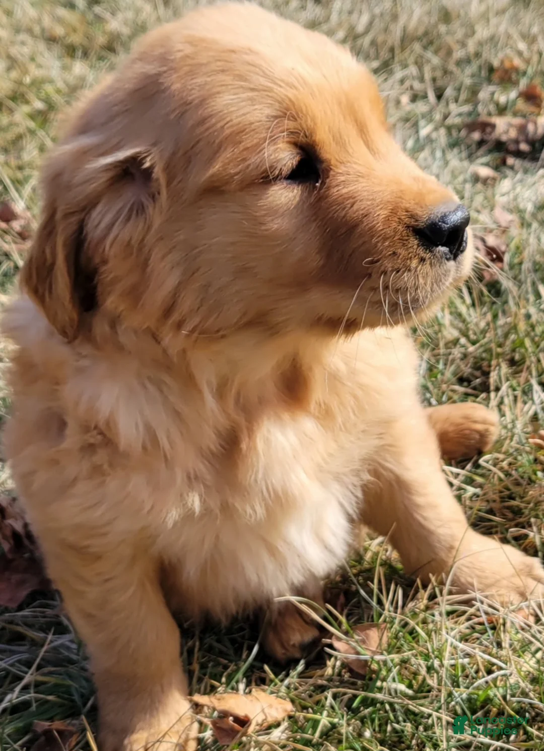 Golden Retriever dogs for sale: Dexter  - Ad 2