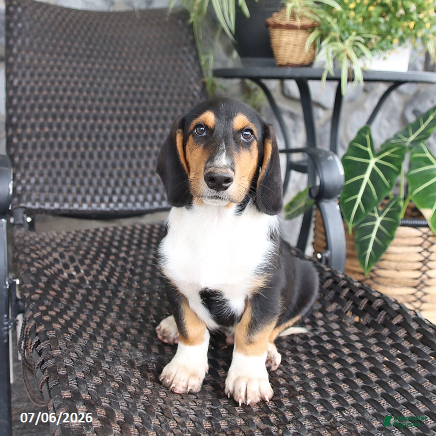 Mixed Breed dogs Charlie - Ad 1