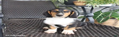 Charlie