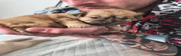 Mixed Breed dogs for sale: Baby Eva - Ad 11