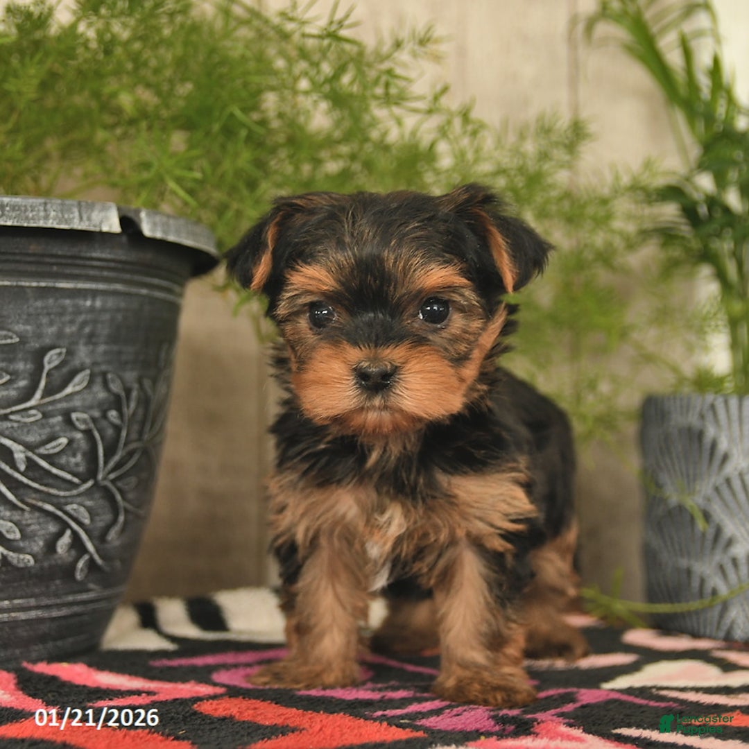 Yorkshire Terrier dogs for sale: Starlight  - Ad 2