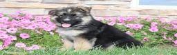 German Shepherd dogs for sale: Hunter - Ad 4