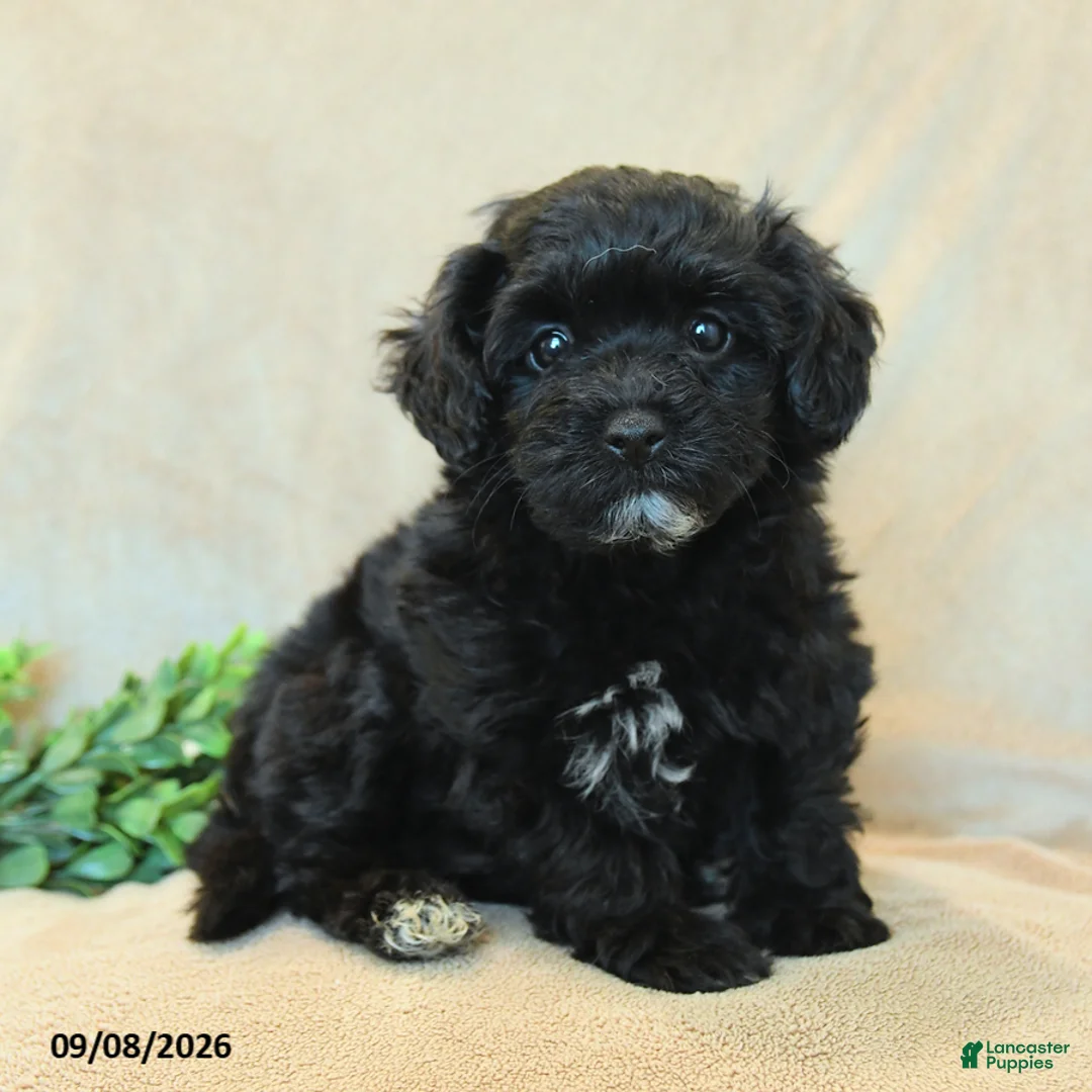 Havapoo dogs for sale: Bouncer - Ad 1