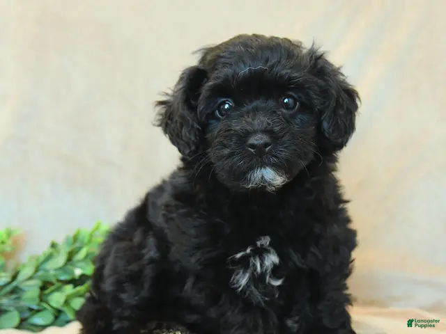 Havapoo dogs for sale: Bouncer - Ad 1
