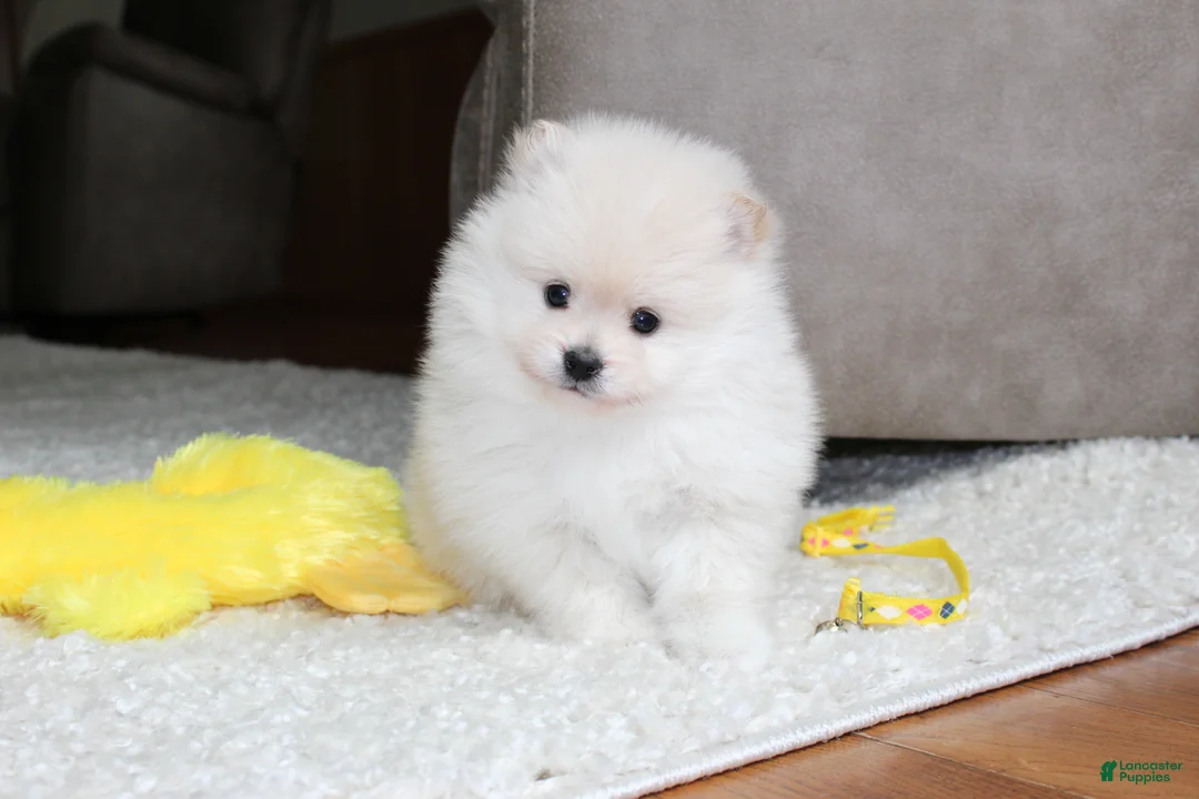 Pomeranian dogs for sale: Emerson - Ad 2