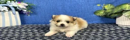 Pomeranian dogs for sale: Pomeranian 3 - Ad 1