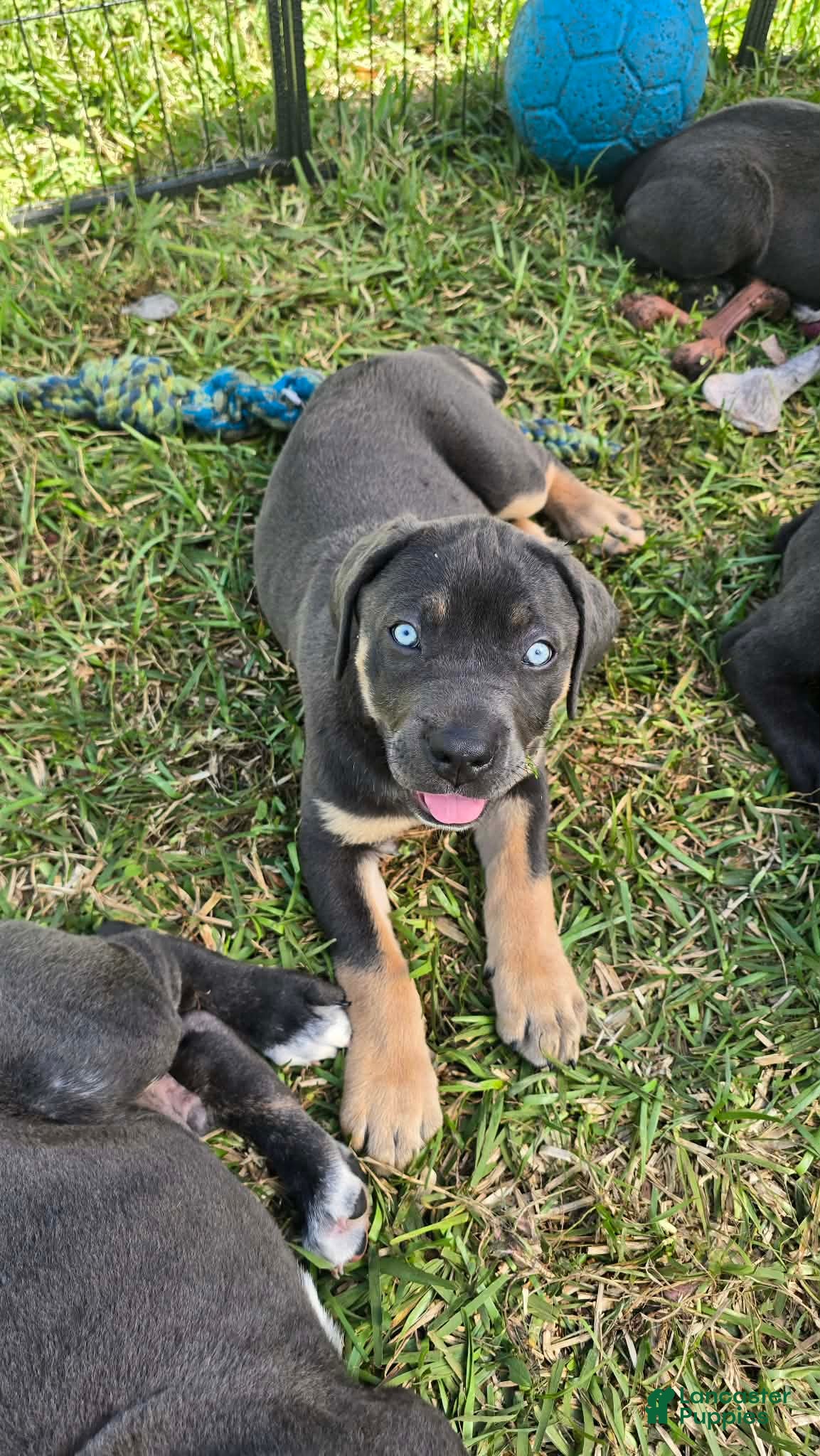 Cane Corso dogs Minnie - Ad 1