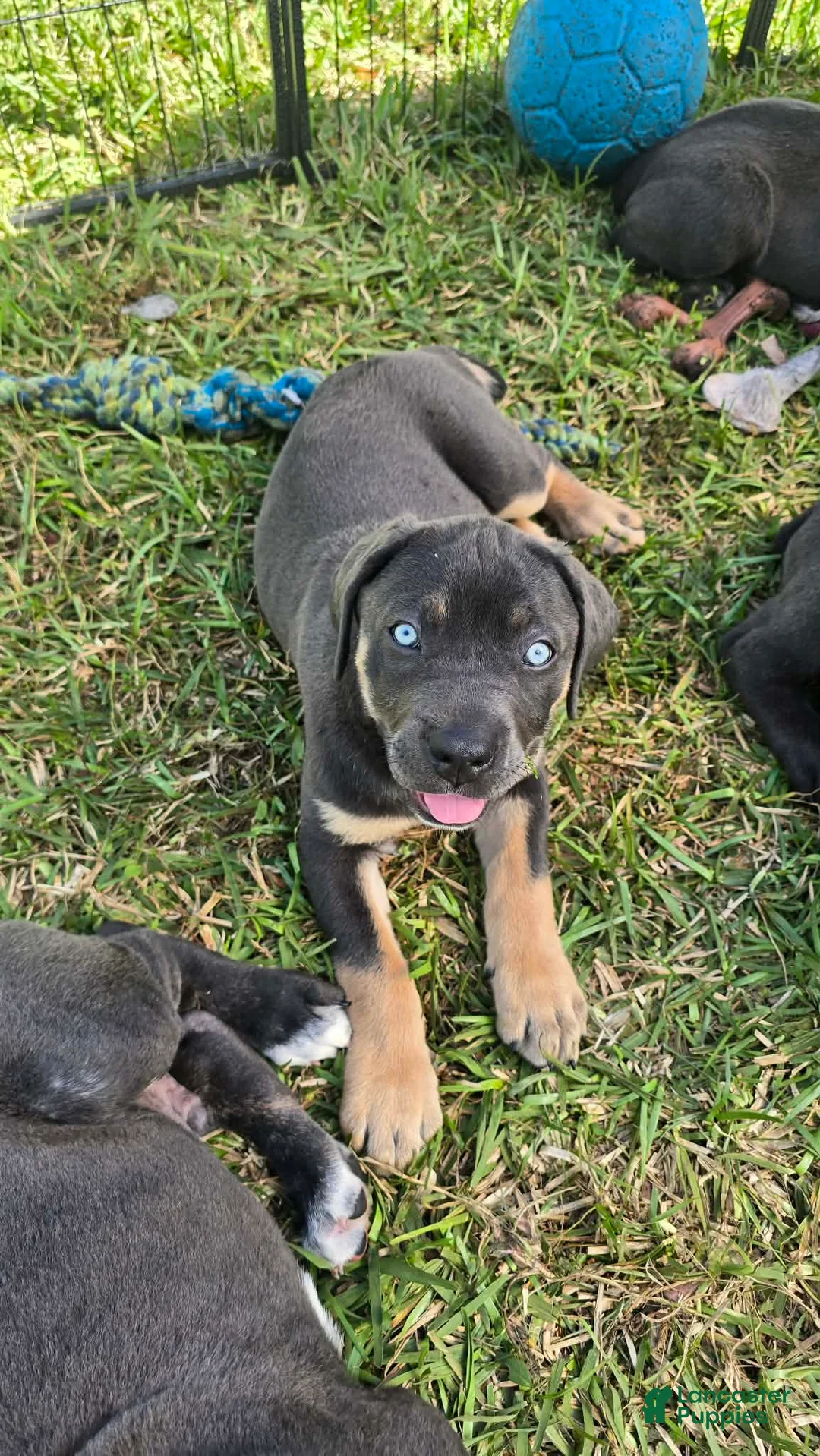 Cane Corso dogs for sale: Minnie - Ad 1