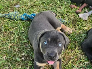 Cane Corso dogs for sale: Minnie - Ad 1