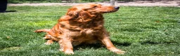 Golden Retriever dogs for sale: Violet - Ad 7