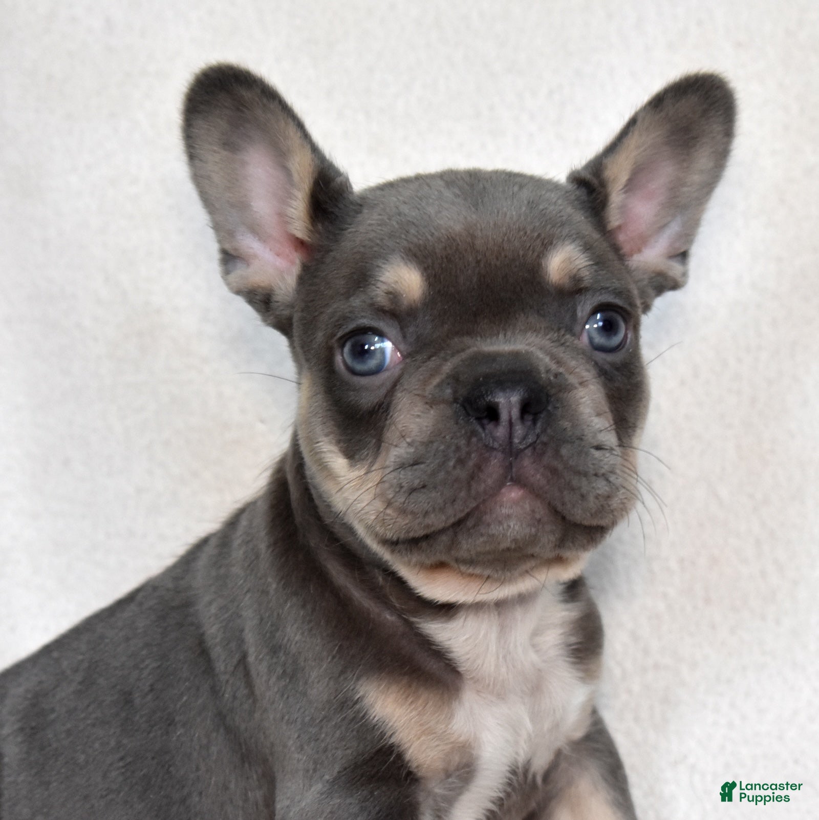 French Bulldog dogs Denim - Ad 2