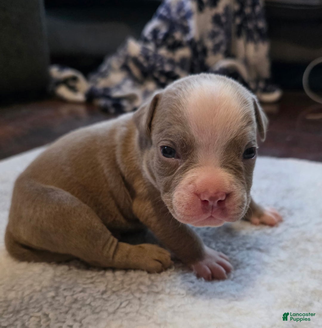 American Bully dogs for sale: Little buddy - Ad 3