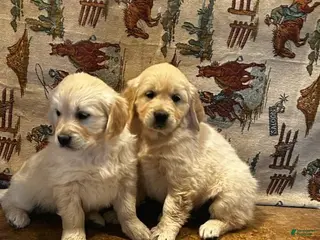 Golden Retriever dogs Sunny - Ad 1