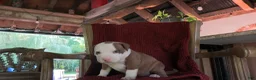 American Bully dogs for sale: Bella - Ad 7