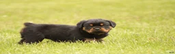 Rottweiler dogs for sale: Shon - Ad 2