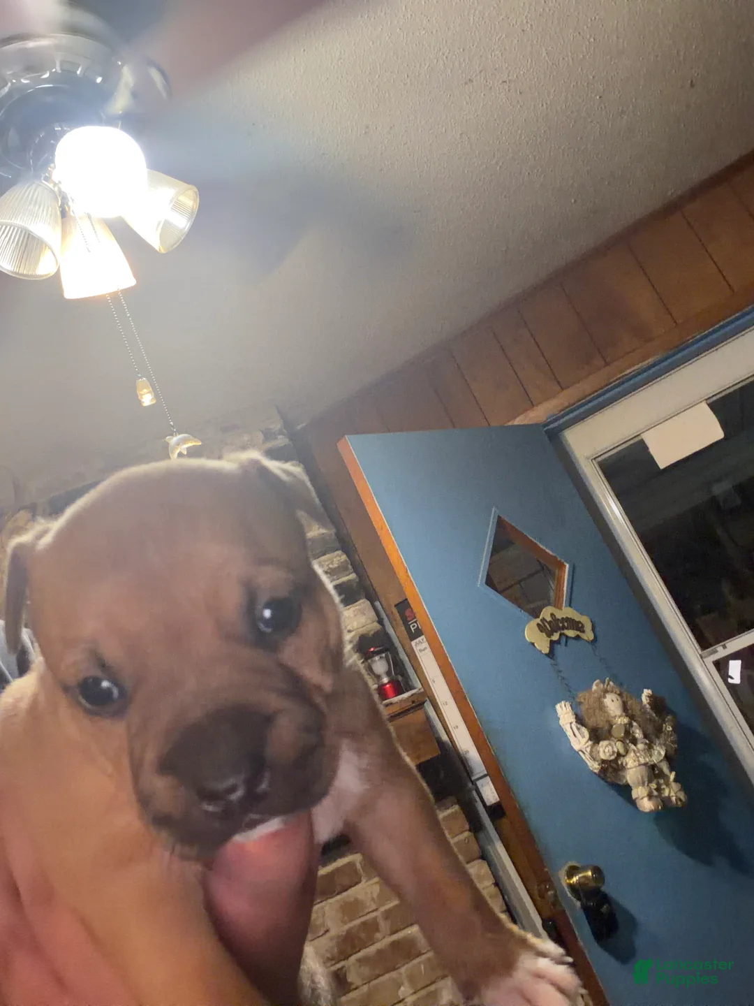American Bully dogs for sale: American Bully 6 - Ad 2