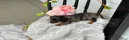Miniature Dachshund dogs for sale: Della - Ad 13