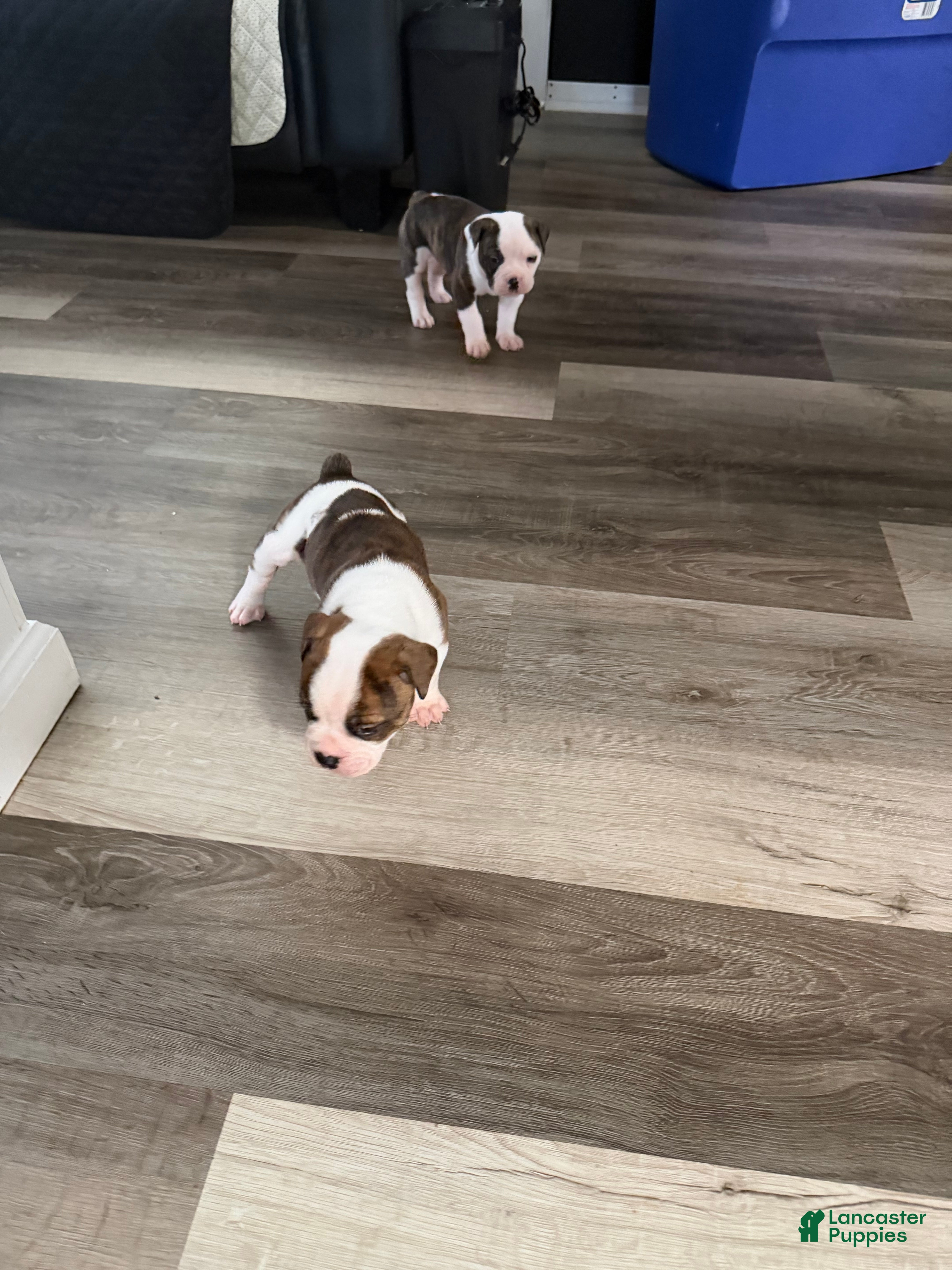 Mixed Breed dogs Mixed Breed 2 - Ad 2