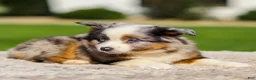Miniature Australian Shepherd dogs for sale: Hazel - Ad 8