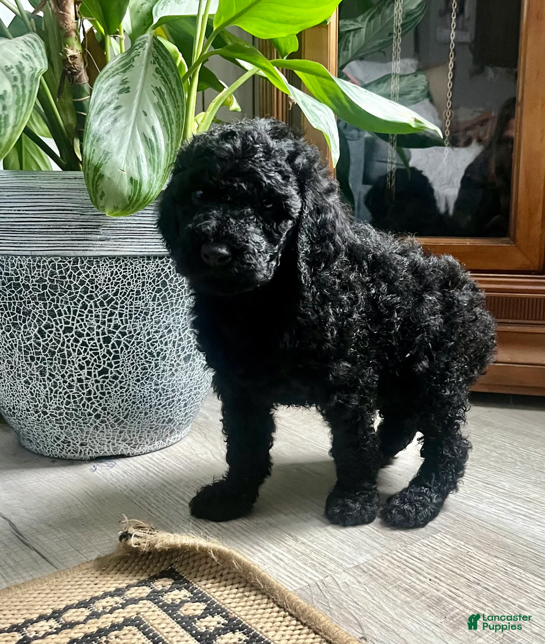 Standard Poodle dogs for sale: Twizzler❤️🐾AKC Genetic Tested❤️🐾Call 610-806-6386 - Ad 2