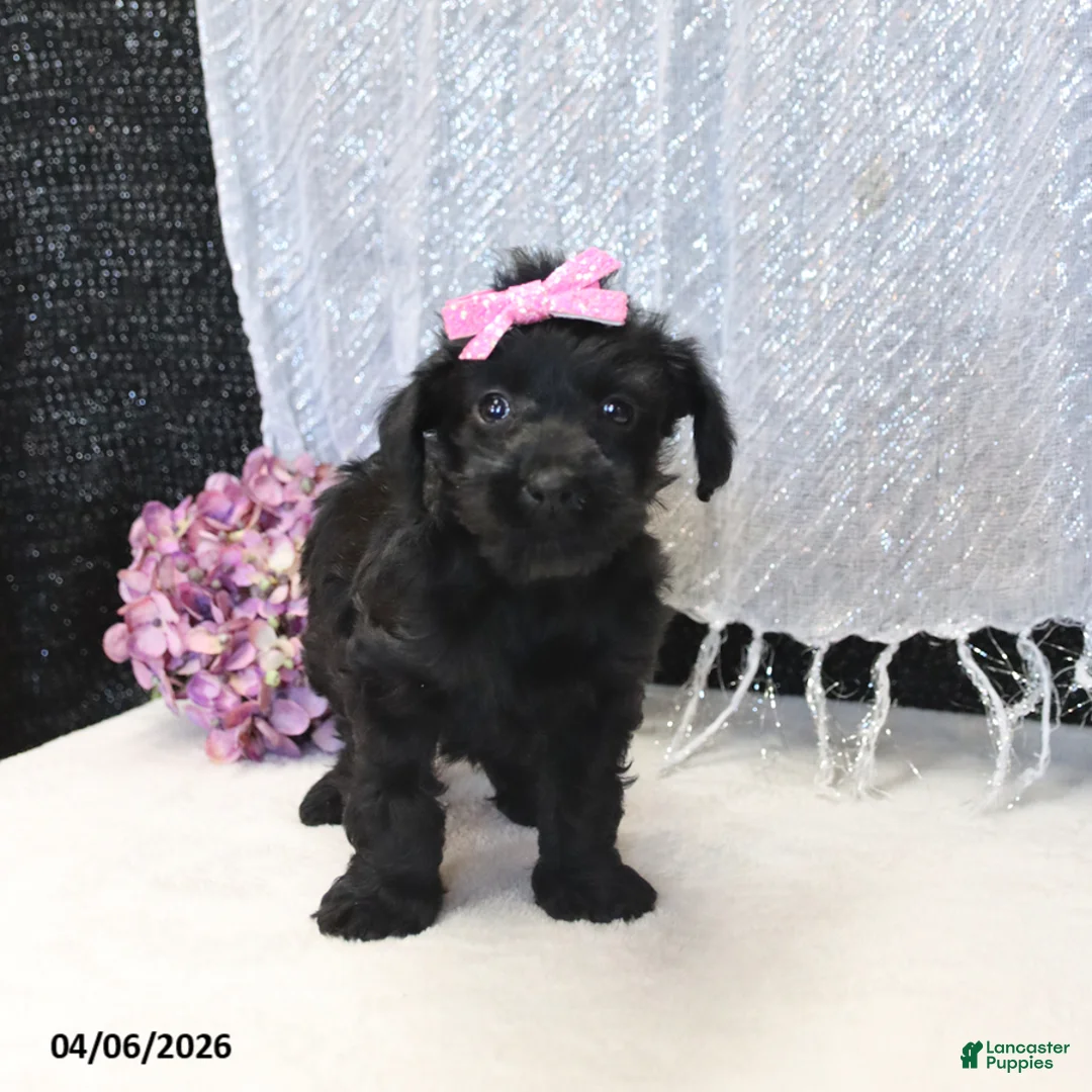 Yorkiepoo dogs for sale: Rose  - Ad 5