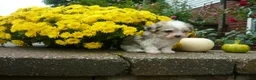 Yorkiepoo dogs for sale: Yorkiepoo 1 - Ad 4
