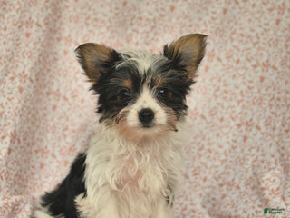 Yorkshire Terrier dogs Daisy - Ad 41