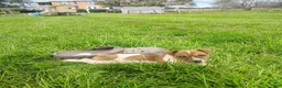 Jack Russell Terrier dogs for sale: Missy - Ad 2
