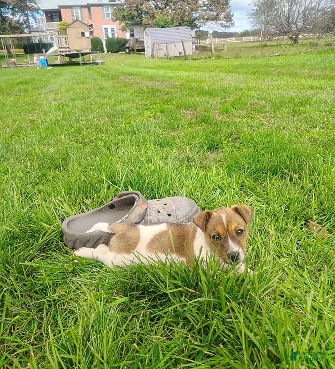 Jack Russell Terrier dogs for sale: Missy - Ad 2